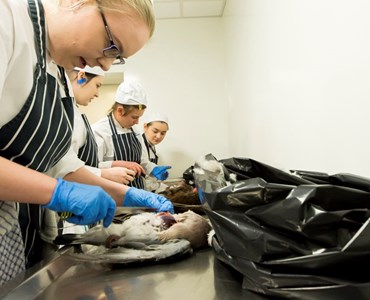 Row of students at stainless steel counter-top wearing chef whites, aprons and blue gloves while preparing game birds.